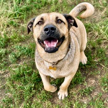 Arlo -  Shepherd and Mixed Breed Dog for Adoption in Glenwood Springs, Colorado - Arlo | PetCurious