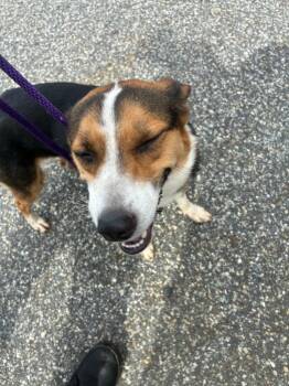 2026-08-047 -  Collie Dog for Adoption in Winder, Georgia - 2026-08-047 | PetCurious