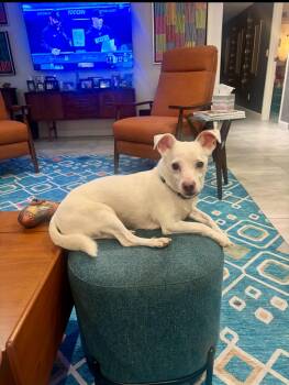 Chihuahua Dogs Available for Adoption in Coachella, California - Toby | PetCurious