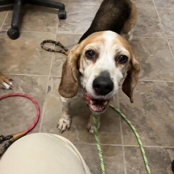 Piggy -  Beagle and Basset Hound Dog for Adoption in Gloucester, Virginia - Piggy | PetCurious