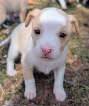 Australian Cattle Dog Blue Heeler Dogs Available for Adoption in Brooklyn Center, Minnesota - Keeva* | PetCurious