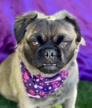 LOUISE -  Pekingese and French Bulldog Dog for Adoption in Rowland Heights, California - LOUISE | PetCurious