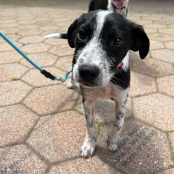 Ken -  Mixed Breed Dog for Adoption in Hampton Bays, New York - Ken | PetCurious