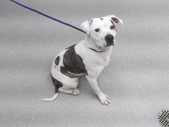 DELPHINE -  Boxer and Mixed Breed Dog for Adoption in Omaha, Nebraska - DELPHINE | PetCurious