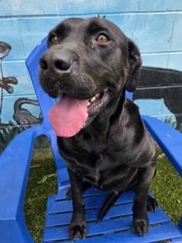 Rescue Labrador Retriever and Mixed Breed Dogs for Adoption in Savannah, Georgia - Diana | PetCurious