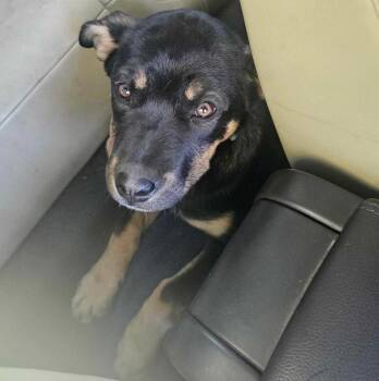 Rescue Australian Kelpie and German Shepherd Dog Dogs for Adoption in Redlands, California - Hazel | PetCurious
