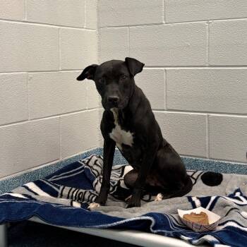Blackberry -  Pit Bull Terrier Dog for Adoption in Greensboro, North Carolina - Blackberry | PetCurious