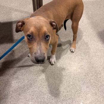 Jules -  Shepherd and Mixed Breed Dog for Adoption in Tampa, Florida - Jules | PetCurious