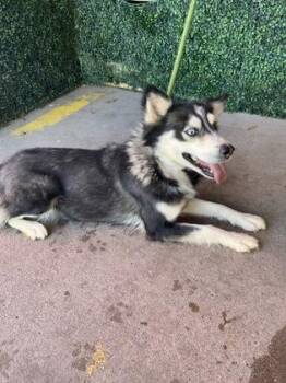 Siberian Husky and Mixed Breed Dogs Available for Adoption - AURORA | PetCurious