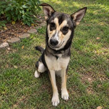 T. Swift D46607 -  Husky and Mixed Breed Dog for Adoption in Corsicana, Texas - T. Swift D46607 | PetCurious