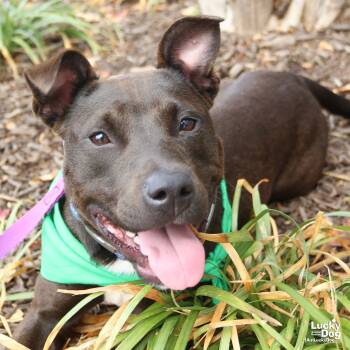 Rescue Labrador Retriever and Terrier Dogs for Adoption in Washington, District Of Columbia - Anastasia | PetCurious
