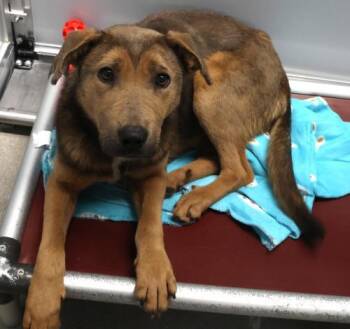 Shepherd Dogs Available for Adoption - Feyre | PetCurious