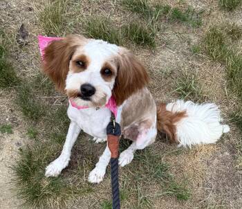 Lulu -  Goldendoodle and Miniature Poodle Dog for Adoption in Carver, Massachusetts - Lulu | PetCurious