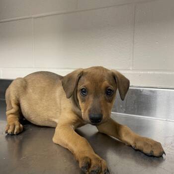Doberman Pinscher Dogs Available for Adoption in San Antonio, Texas - COUNT DOOKU | PetCurious