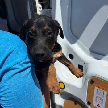 Auggie -  Black Labrador Retriever and Rottweiler Dog for Adoption in Bernalillo, New Mexico - Auggie | PetCurious