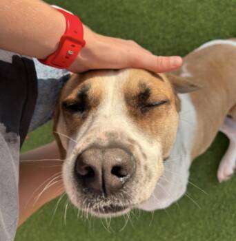 Hunter -  Hound and Boxer Dog for Adoption in Huntington, New York - Hunter | PetCurious