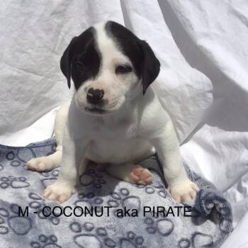 Coconut -  Mixed Breed Dog for Adoption in Calgary, Alberta - Coconut | PetCurious