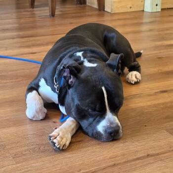 King -  Pit Bull Terrier Dog for Adoption - King | PetCurious