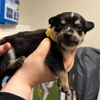 1056 (2026) Rue -  Australian Cattle Dog Blue Heeler and Siberian Husky Dog for Adoption in Parker, Colorado - 1056 (2026) Rue | PetCurious