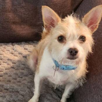 Rescue Terrier Dogs for Adoption in Tulsa, Oklahoma - Kenzie (and Krissy) | PetCurious