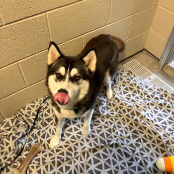 Dory -  Husky and Mixed Breed Dog for Adoption in Wilmington, Delaware - Dory | PetCurious