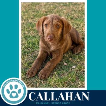 Callahan (The Copper Crew) 062026 -  Plott Hound and Poodle Dog for Adoption in Kimberton, Pennsylvania - Callahan (The Copper Crew) 062026 | PetCurious