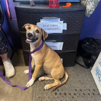 Parker -  Black Labrador Retriever and Beagle Dog for Adoption in Enterprise, Alabama - Parker | PetCurious