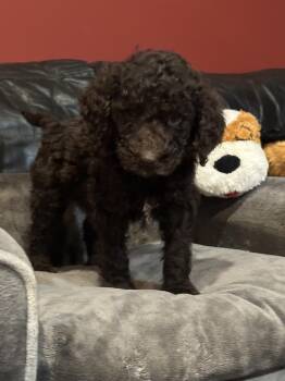 Aussiedoodle and Labrador Retriever Dogs Available for Adoption in Milton, Georgia - HANK | PetCurious