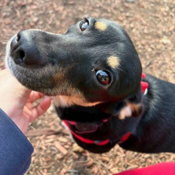 Mixed Breed Dogs Available for Adoption in Pataskala, Ohio - Vanessa | PetCurious