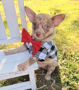 Cocoa -  Chihuahua Dog for Sale in Asheville, North Carolina - Cocoa | PetCurious