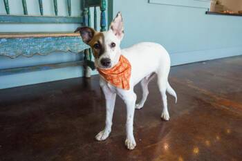 Split -  Border Collie and Shepherd Dog for Adoption in San Antonio, Texas - Split | PetCurious