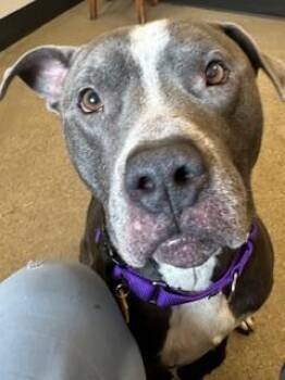 Clyde -  Pit Bull Terrier Dog for Adoption in Cleveland, Ohio - Clyde | PetCurious
