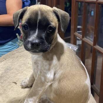 Mixed Breed Dogs Available for Adoption - Tillage Aka Beverley 8699 | PetCurious