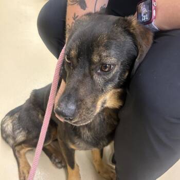 ROWELL -  Mixed Breed Dog for Adoption in Winston-salem, North Carolina - ROWELL | PetCurious