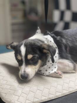 Warren -  Chihuahua and Terrier Dog Available for Adoption in Fresno, California - Warren | PetCurious