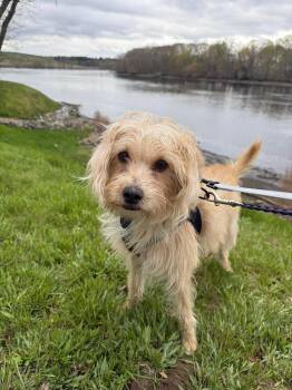 Terrier Dogs Available for Adoption in Groveland, Massachusetts - Clarice | PetCurious