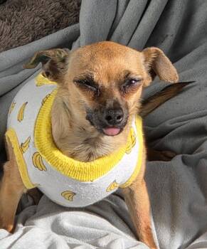 Chihuahua Dogs Available for Adoption in Brookings, Oregon - Guppie | PetCurious