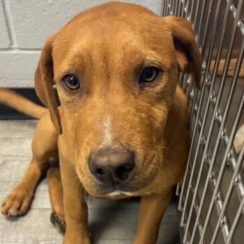 Mixed Breed Dogs Available for Adoption - X-Box | PetCurious