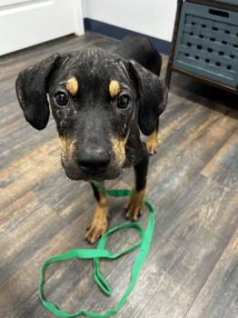 Rescue Hound Dogs for Adoption in St. Augustine, Florida - Jack Skellington | PetCurious