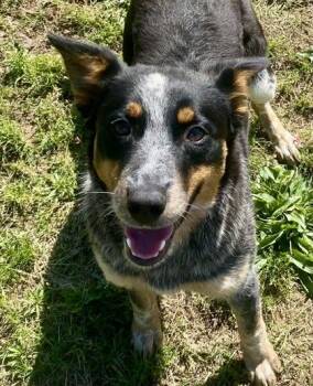 Selena -  Australian Cattle Dog Blue Heeler Dog Available for Adoption in Glasgow, Kentucky - Selena | PetCurious