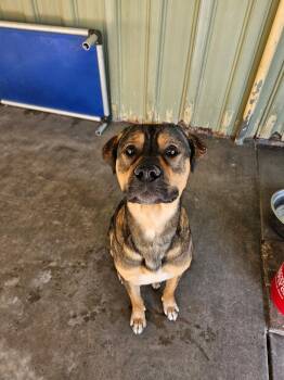 Paul -  Rottweiler and Shepherd Dog for Adoption in El Centro, California - Paul | PetCurious