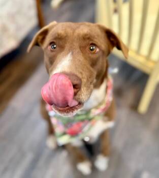 Silly Samson Splashes in the Day and Cuddles at Night -  Labrador Retriever and Husky Dog for Adoption in Friendswood, Texas - Silly Samson Splashes In The Day And Cuddles At Night | PetCurious