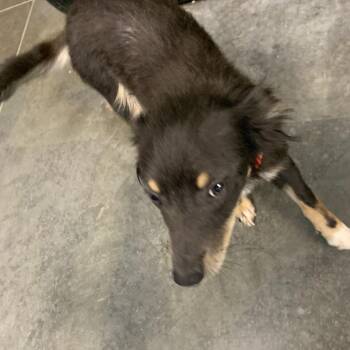 Aleasha/Maple -  Mixed Breed Dog for Adoption in Dickinson, Texas - Aleasha/Maple | PetCurious