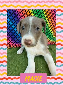 Rescue Pit Bull Terrier Dogs for Adoption in Ringwood, New Jersey - Macie | PetCurious