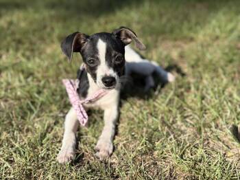 Watson -  Chihuahua Dog for Adoption in Lucedale, Mississippi - Watson | PetCurious