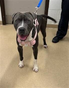 PRINCE -  Pit Bull Terrier Dog for Adoption in Derwood, Maryland - PRINCE | PetCurious