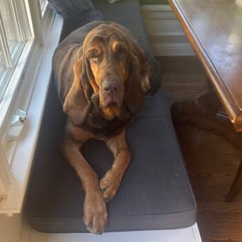Rescue Bloodhound Dogs for Adoption in San Francisco, California - Ladybug | PetCurious