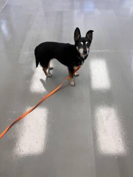 Juicy -  Terrier and Chihuahua Dog for Adoption in Georgetown, Kentucky - Juicy | PetCurious