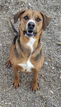 Rescue Harrier and English Foxhound Dogs for Adoption in Parker, Arizona - Harlow | PetCurious
