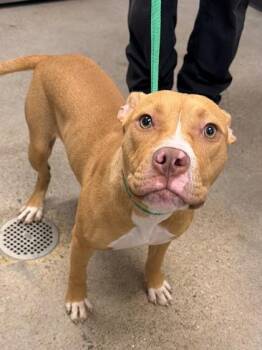 Lottie -  Pit Bull Terrier Dog for Adoption in Cleveland, Ohio - Lottie | PetCurious